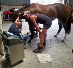 Atların ESWT ile tedavisi